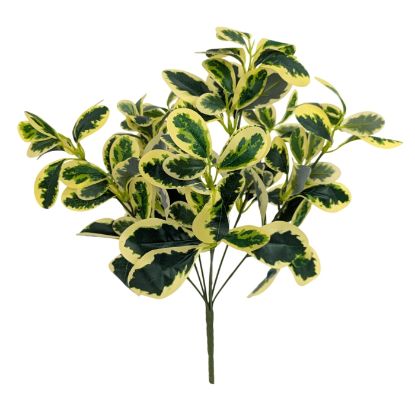Picture of 40cm EUONYMUS FOLIAGE BUSH VARIEGATED