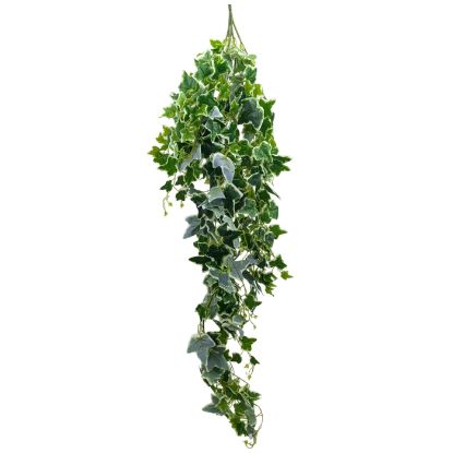 Picture of 157cm GIANT IVY LEAF TRAIL VARIEGATED