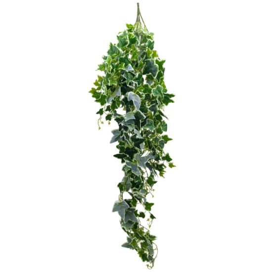 Picture of 157cm GIANT IVY LEAF TRAIL VARIEGATED