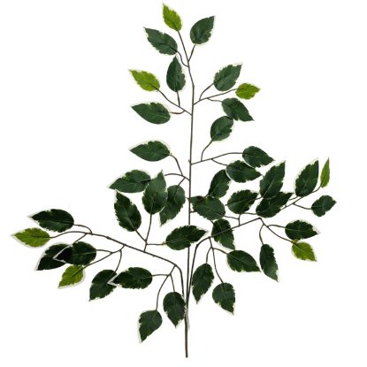 Picture of 60cm FICUS BRANCH (42 LEAVES) VARIEGATED X 12pcs