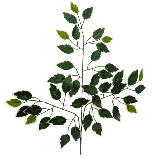 Picture of 60cm FICUS BRANCH (42 LEAVES) VARIEGATED X 12pcs