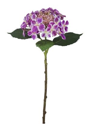 Picture of 44cm PREMIUM BUDDING HYDRANGEA MAUVE