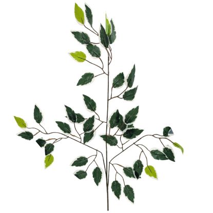 Picture of 60cm FICUS BRANCH VARIEGATED X 12pcs